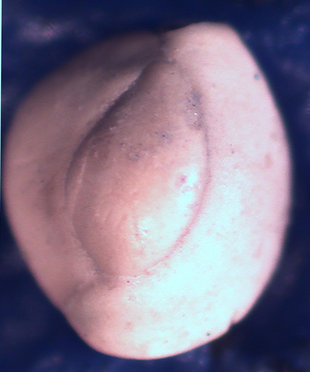 conferma specie Foraminifero