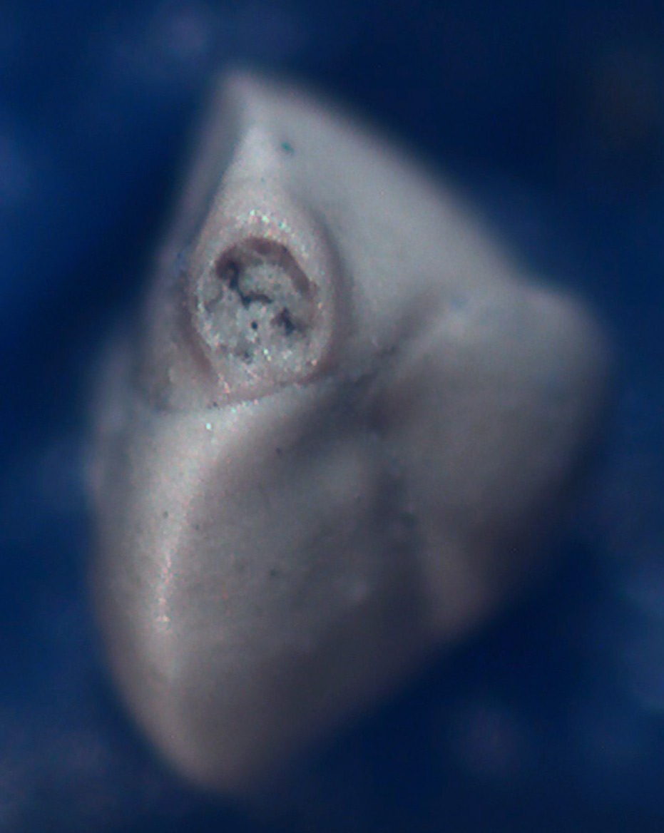 conferma specie Foraminifero