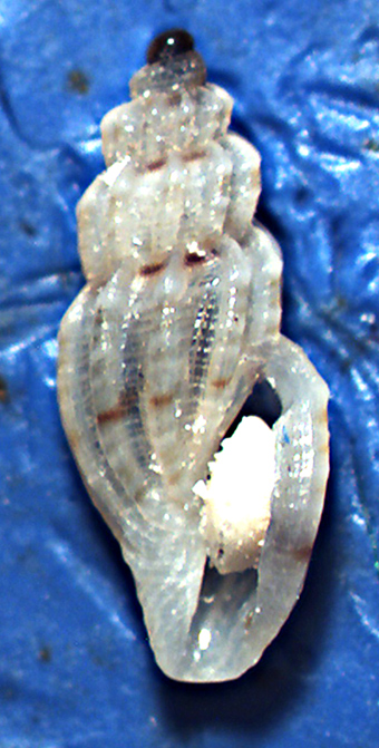 Mangelia da identificare