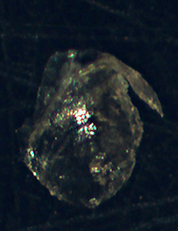 Cerithiopsis jeffreysi ?