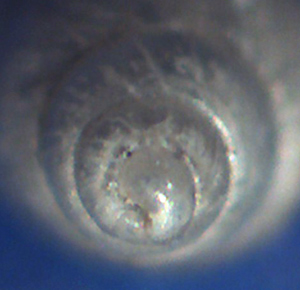 Odostomia da identificare