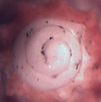 gasteropode da determinare