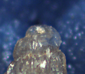 Chrysallida da identificare