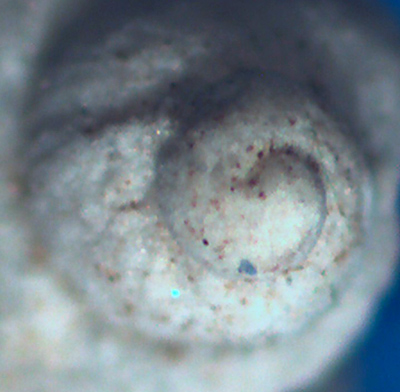 Megalomphalus petitianus?