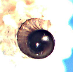 Mangelia da identificare