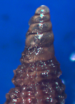 Cerithiopsis jeffreysi ?