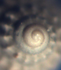 Pyramellidae da determinare