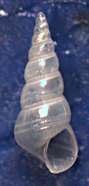 Turitella da identificare