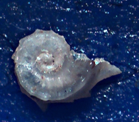 Bolma rugosa juvenis?