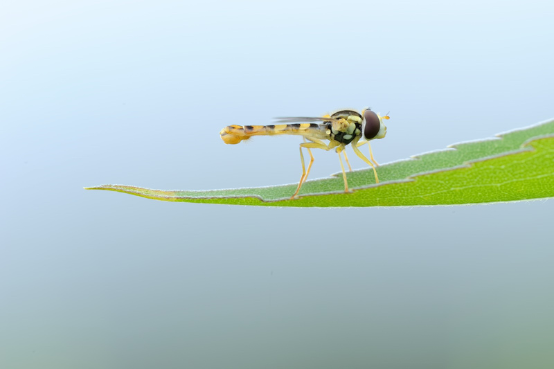 Sphaerophoria?