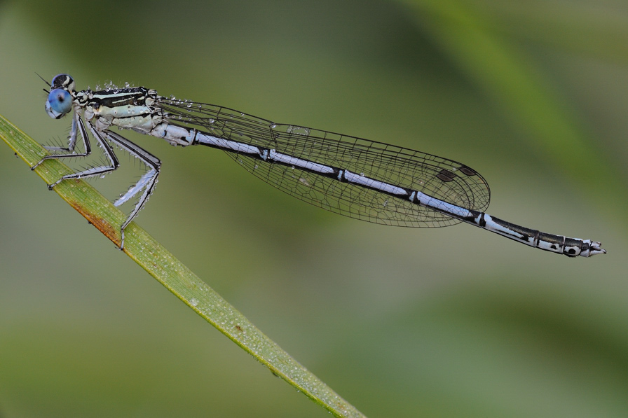 damigella da identificare - Platycnemis pennipes