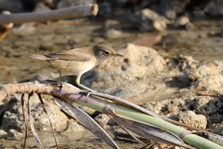 Identificazione uccelli siciliani 1 serie