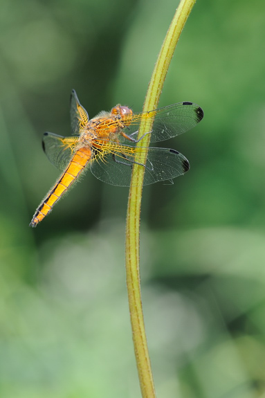 damigella da identificare2
