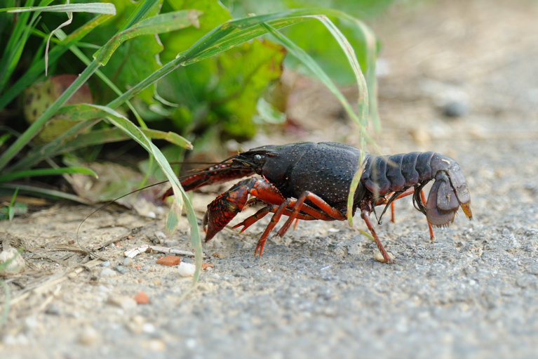 Procambarus clarkii