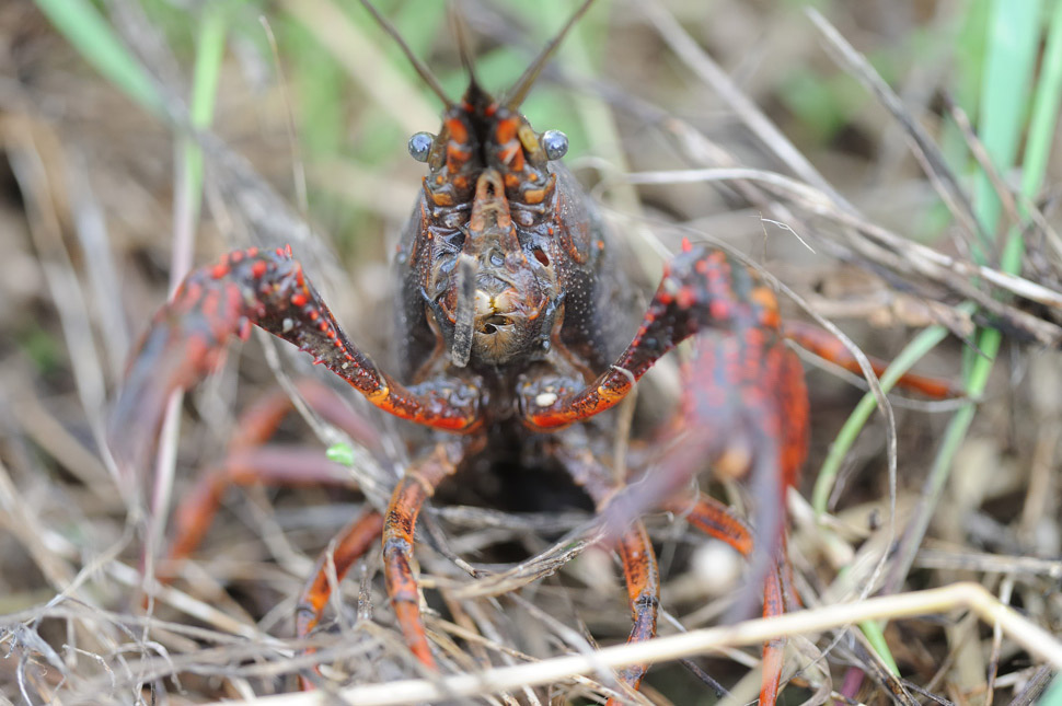 Procambarus clarkii