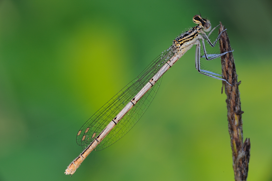 damigella 2 - Platycnemis pennipes