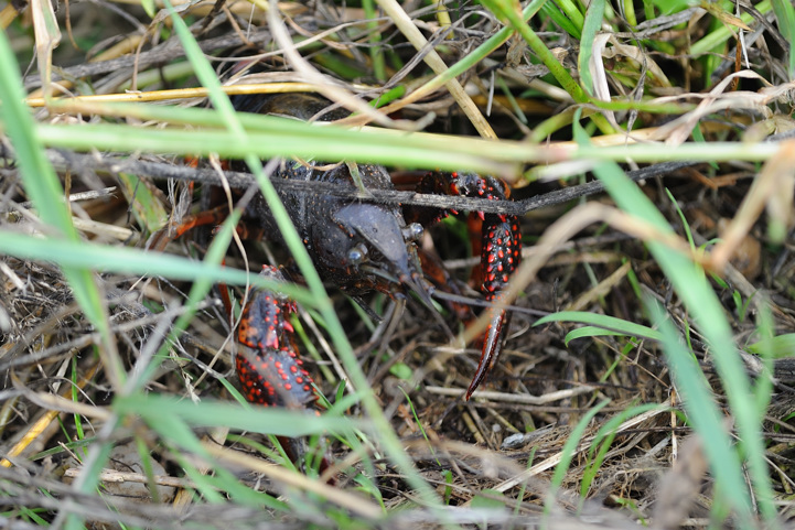 Procambarus clarkii