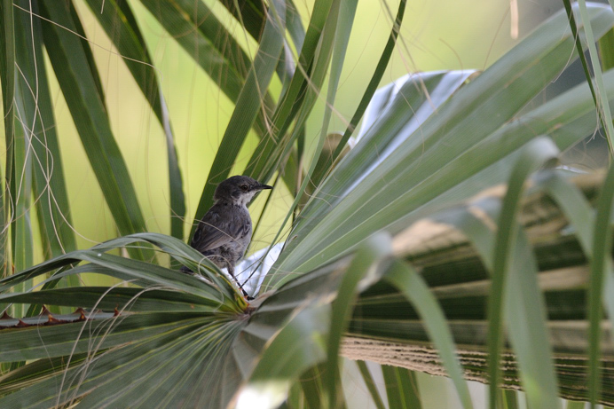 Identificazione uccelli siciliani 1 serie