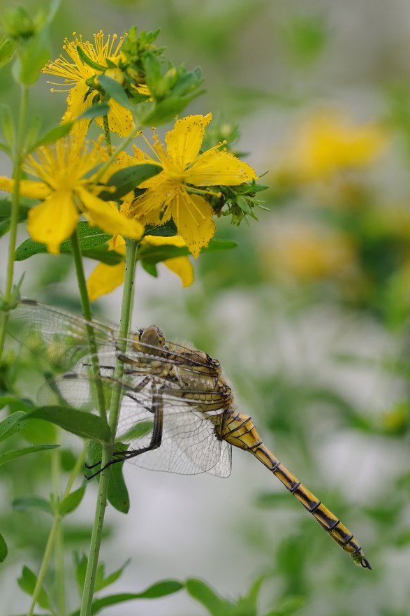 Appena sfornata! - Orthetrum cancellatum