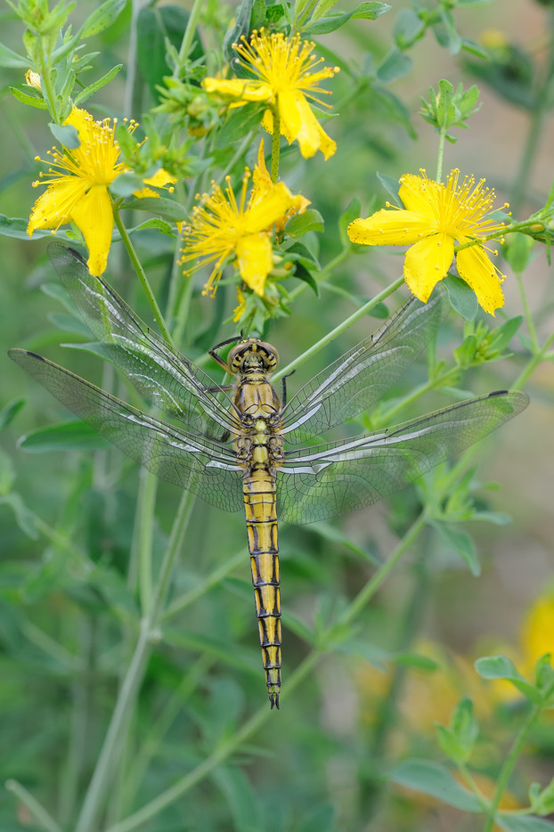 Appena sfornata! - Orthetrum cancellatum