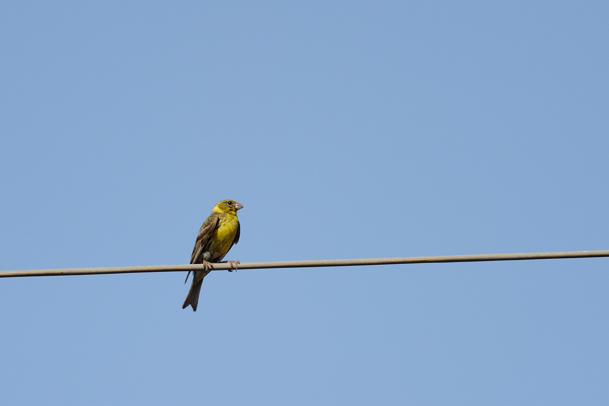 Identificazione uccelli siciliani 1 serie