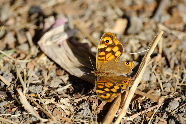 Farfallina siciliana  da ID