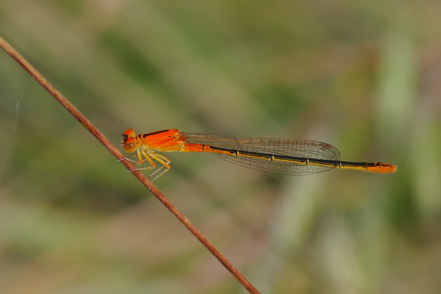 Ischnura elegans?