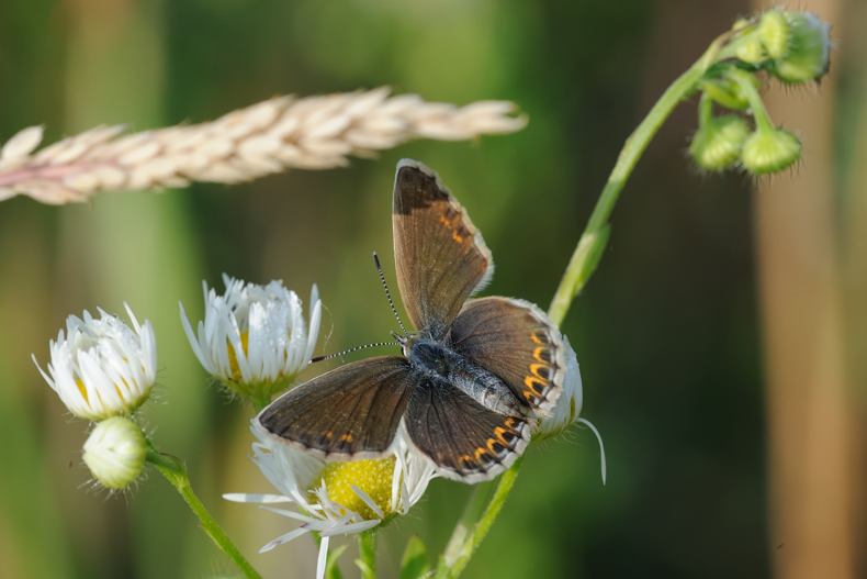 Farfalla sconosciuta