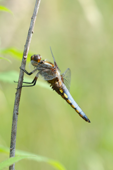 E'' una libellula depressa?