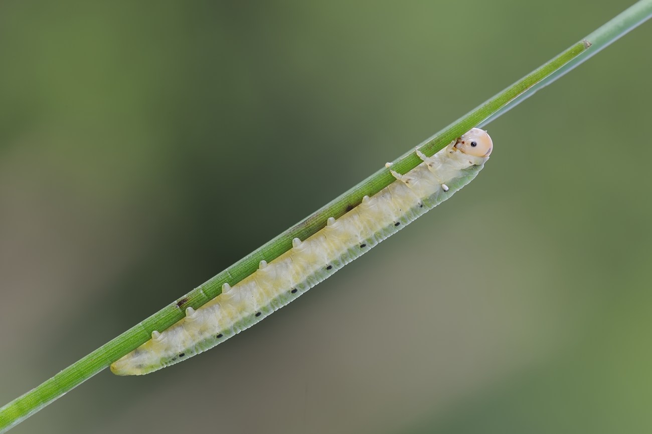 Bruco (Tenthredinidae)