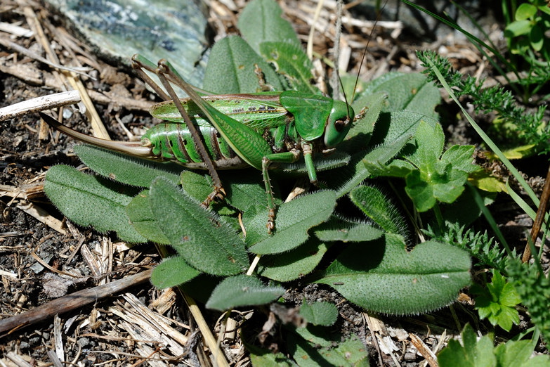 Grillo da ID