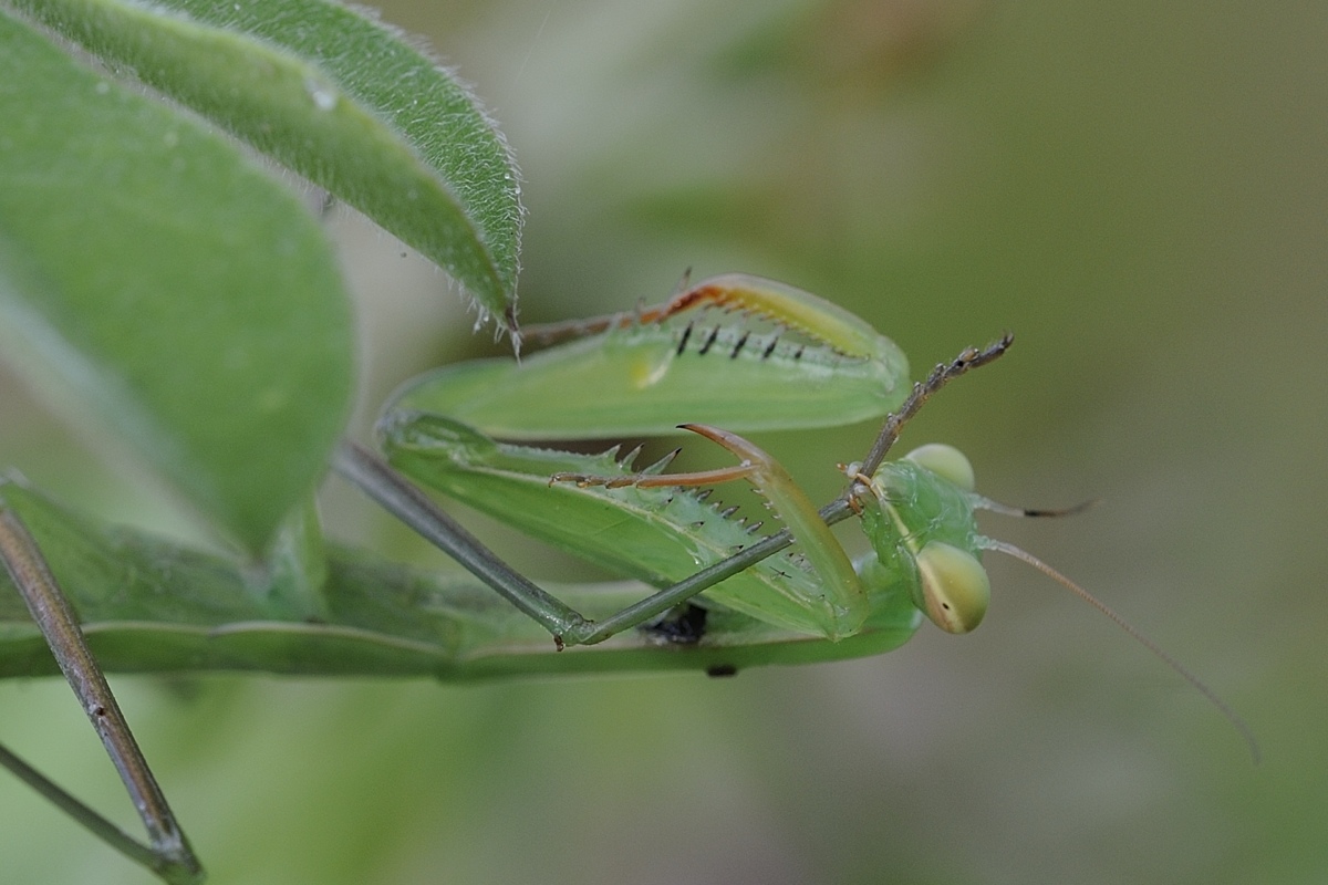 Mantide Religiosa