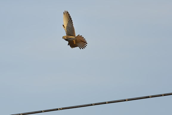 Gheppio Juv