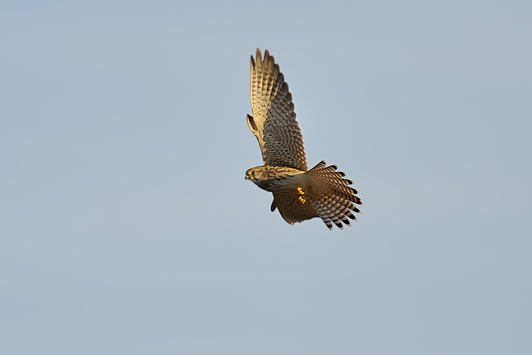Gheppio Juv