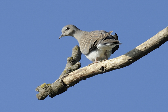 Uccelli da identificare