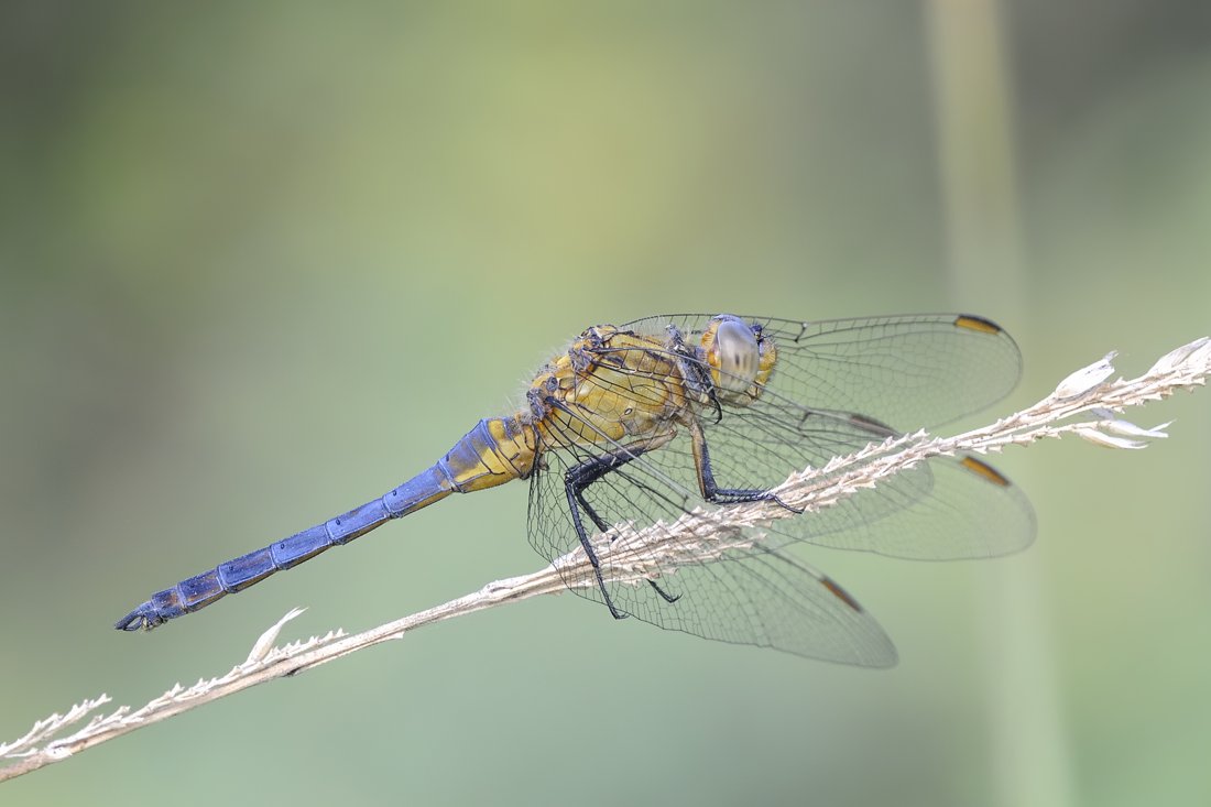 Libellula da ID