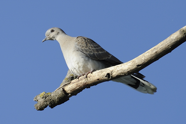 Uccelli da identificare