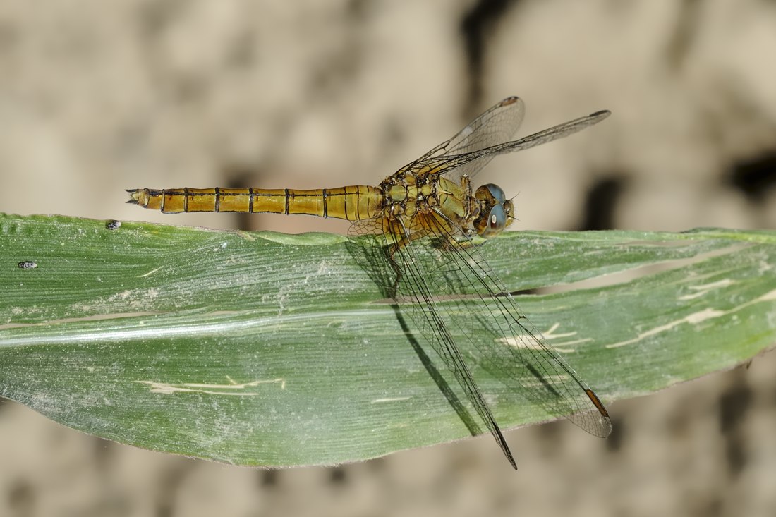 Libellula da ID