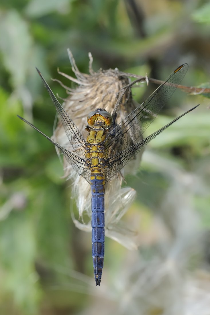 Libellula da ID