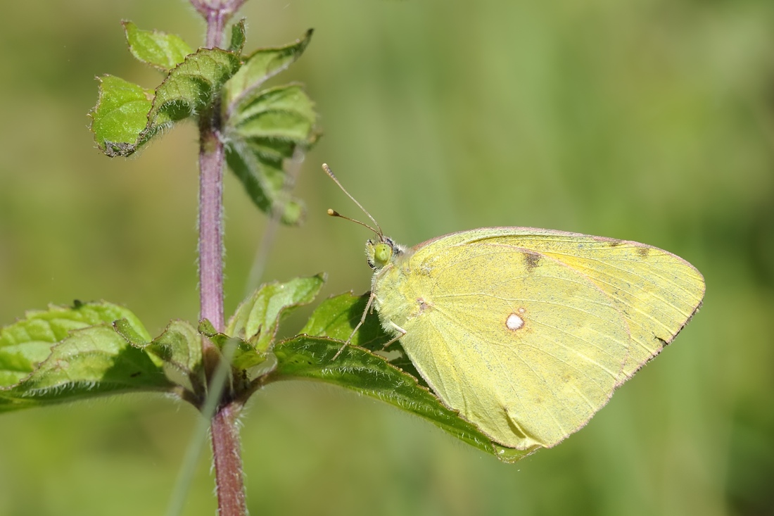 Conferma Colias crocea