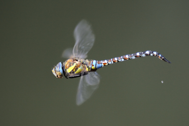 Aeshna mixta in volo