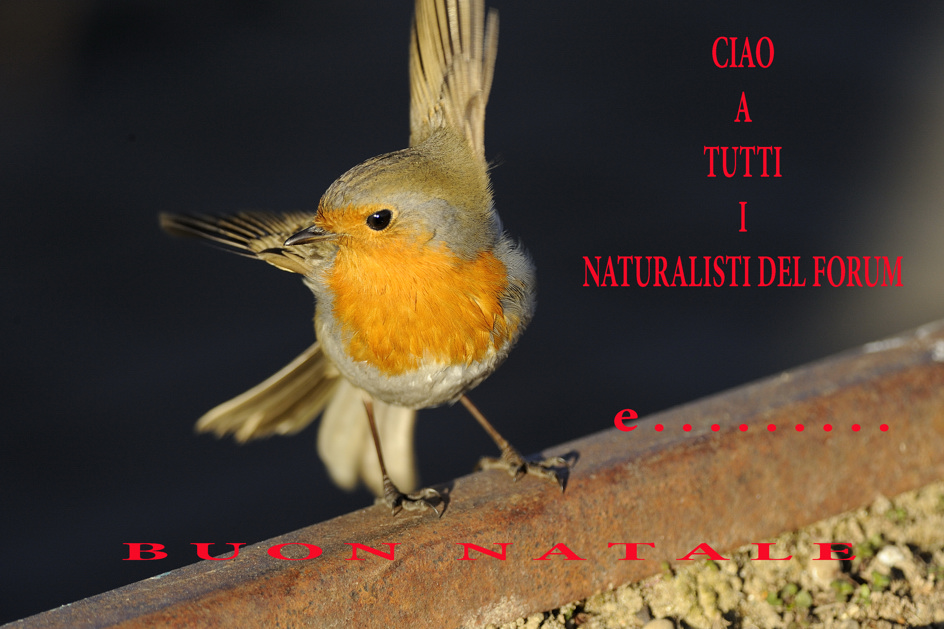 Pettirosso augurale
