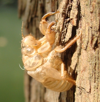 Cicada orni? S