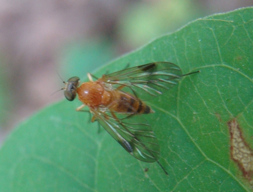 Rhagionidae, femmina di Chrysopilus laetus