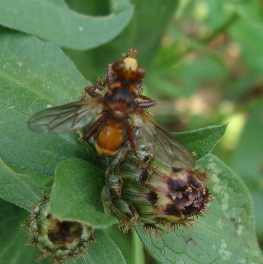 Conopidae