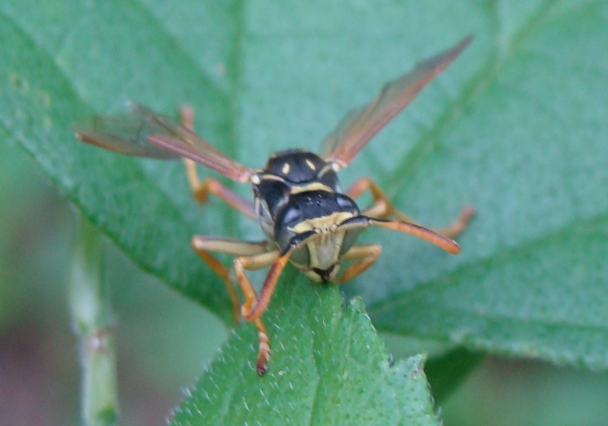 Maschio di Polistes cfr gallicus