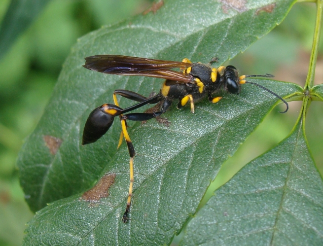 maschio di Sceliphron caementarum