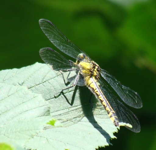 gomphus? - Gomphus vulgatissimus
