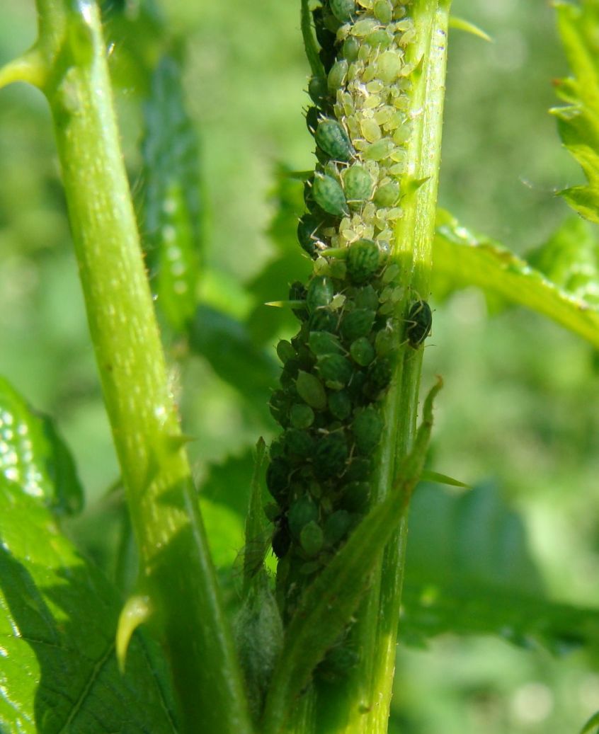 afidi su rovo - Aphis sp.