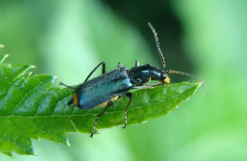 Malachius bipustulatus?